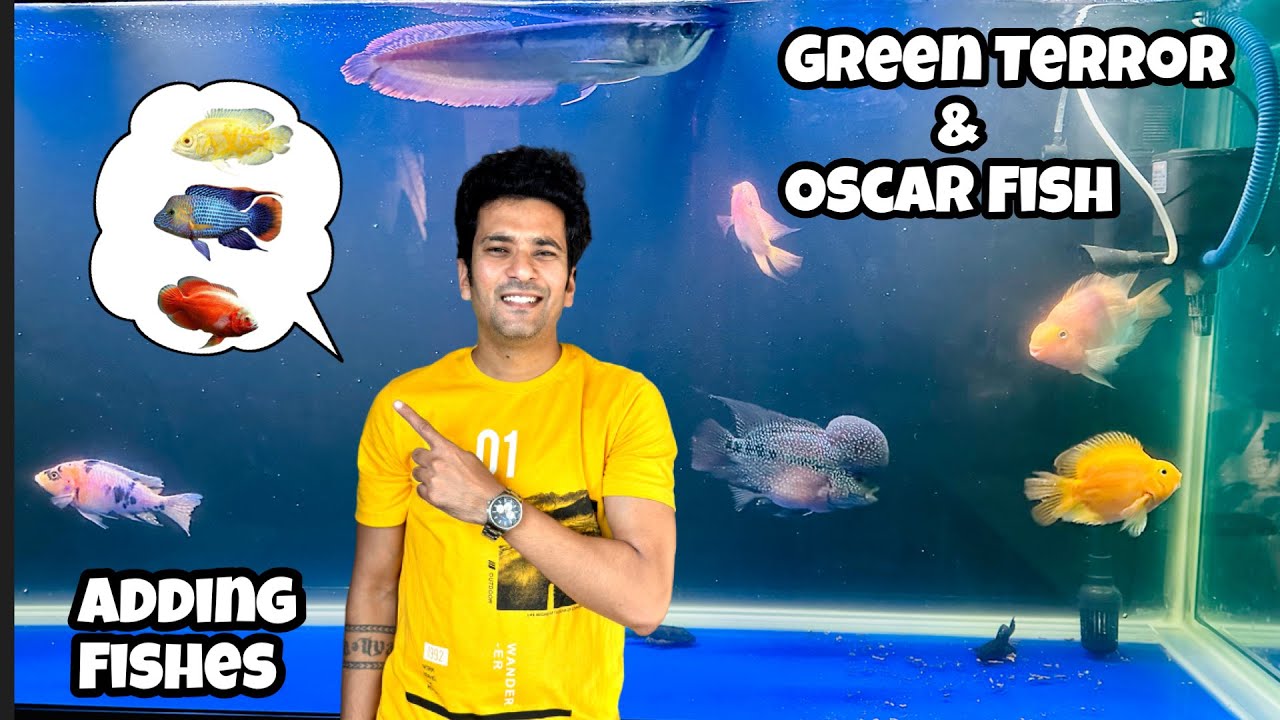 *Adding Green Terror Fish & Oscar Fish in 5 Feet Aquarium* | Green Terror | Oscar Fish