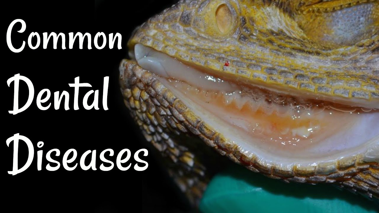Dental Care for Bearded Dragons