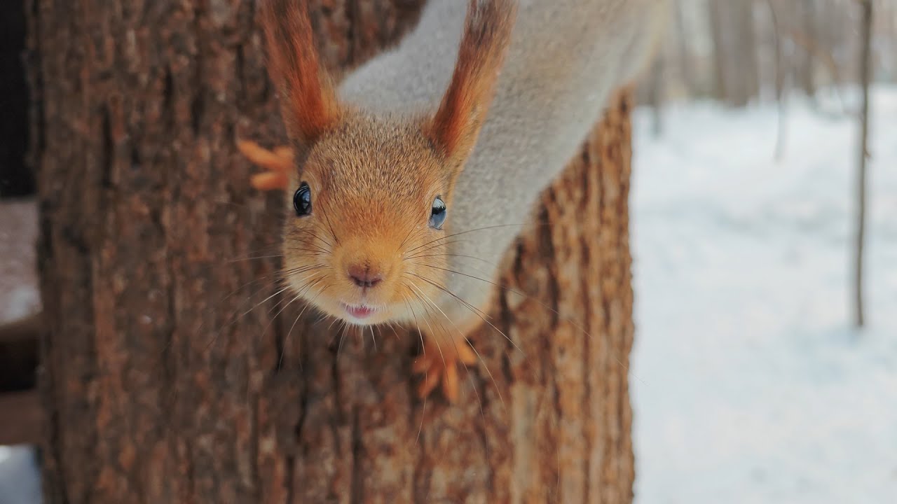 Белка-танцовщица, рыжий Каприз и другие экскаваторы 🤔🤭 Dancer squirrel, red picky n other excavators
