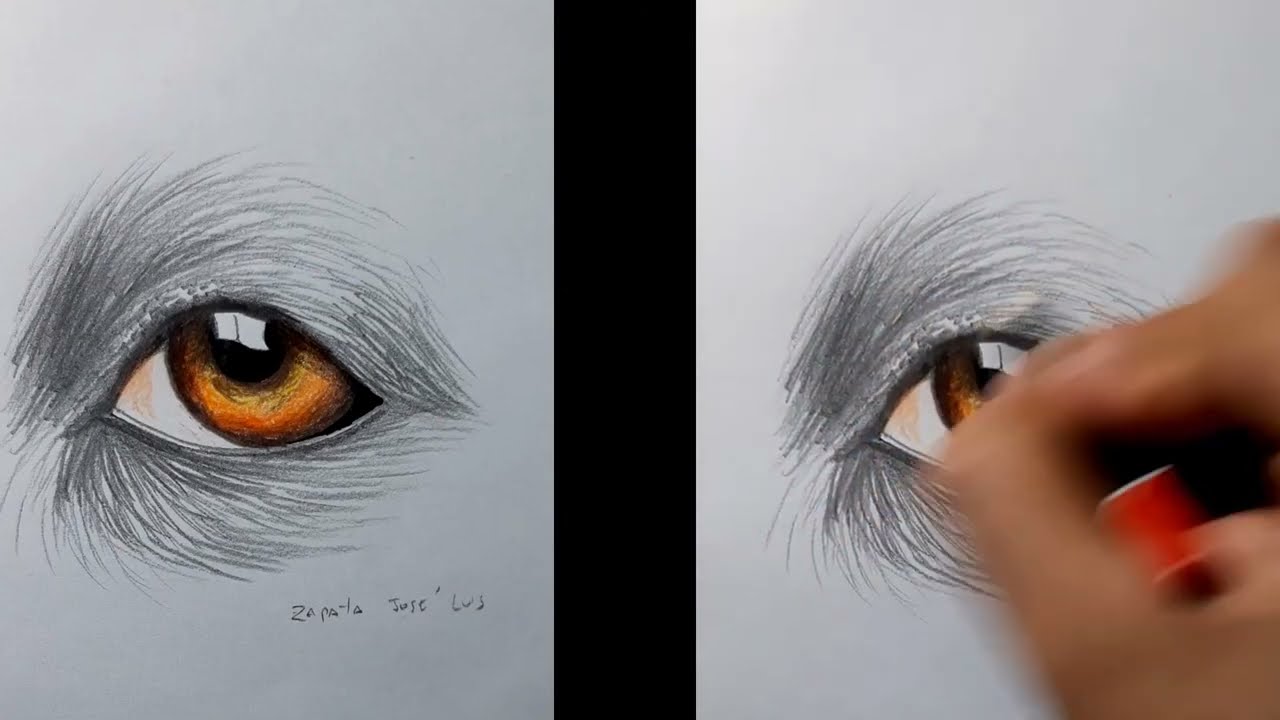 How to draw a realistic dog eye