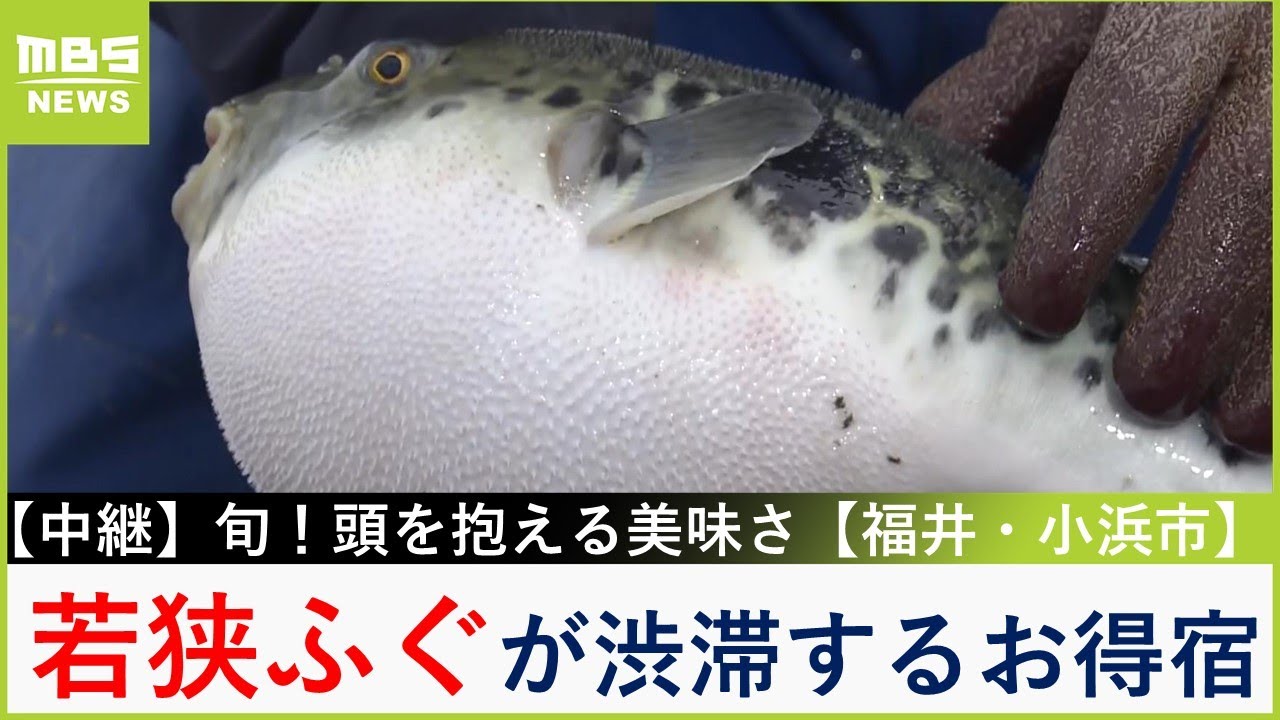 旬到来！福井の『若狭ふぐ』てっさ・てっちり・唐揚げ...豪華