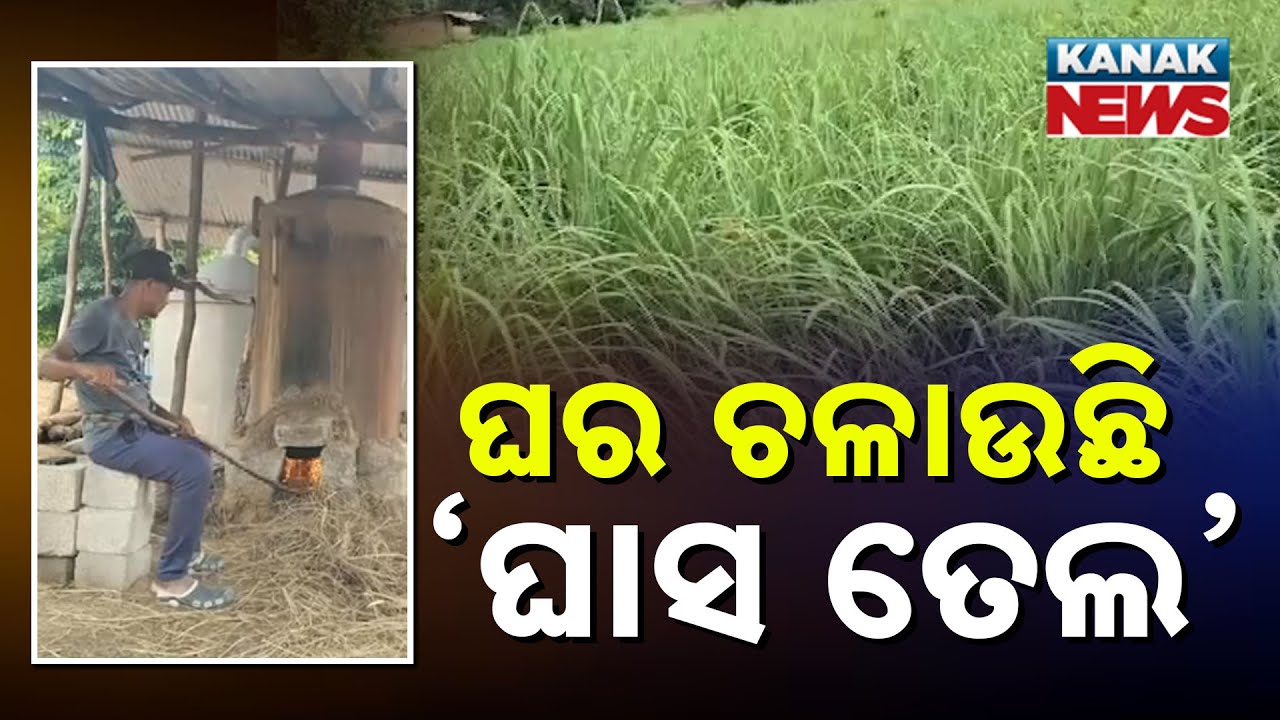 Bazaar Halchaal: Lemon Grass Farming In Odisha | A New Source Of Income For Villagers