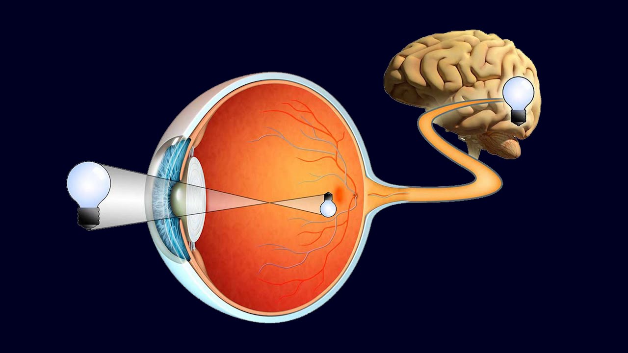 RETINA -  Parte 1