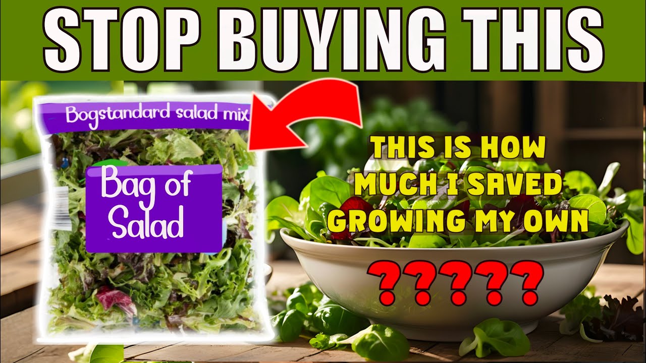 I SAVED a FORTUNE growing my own salad. Here's how...
