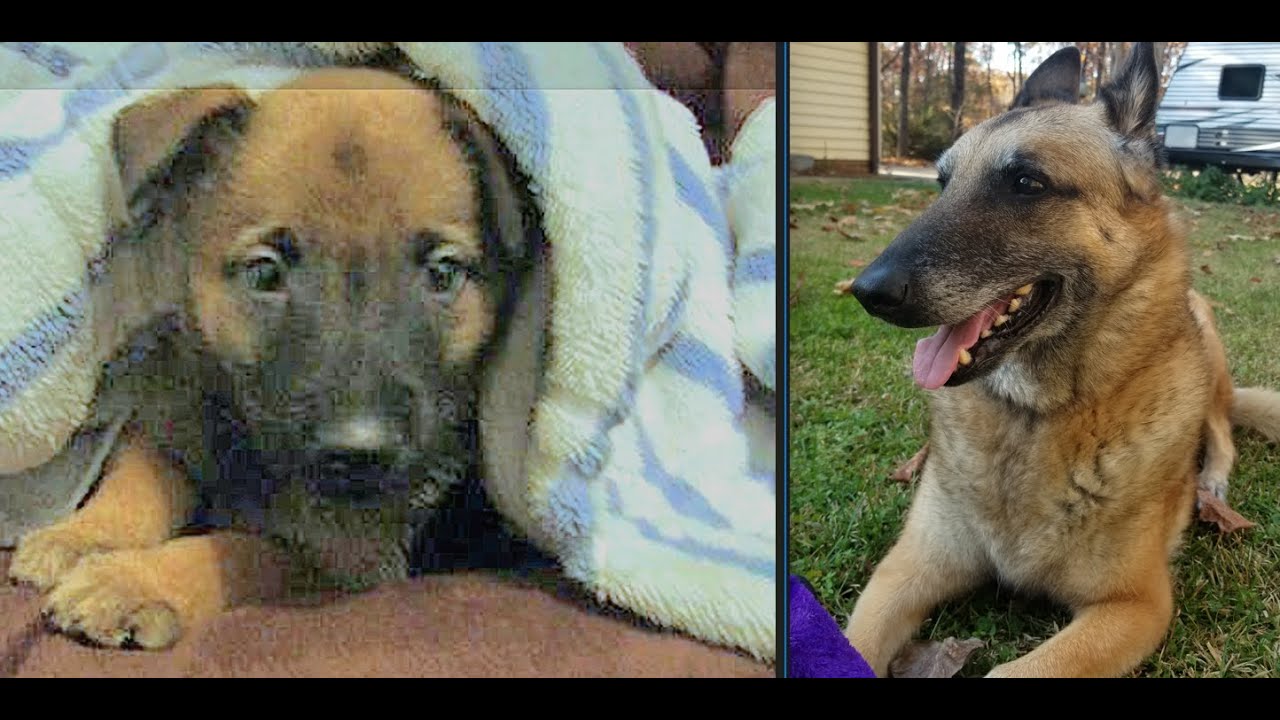 How a Belgian Malinois Created Our Family and Raised Us for Years