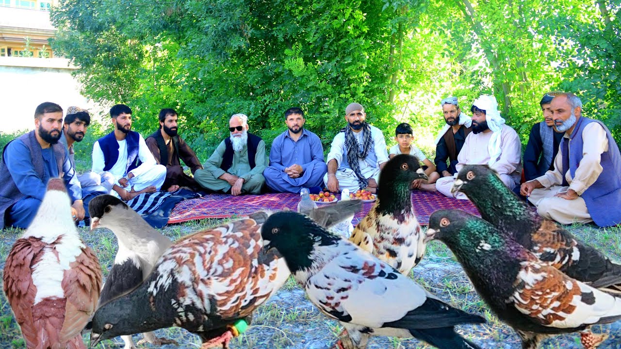 شوق | مجلس شوقی های کفتر  ناب افغانستان | قدامت 450 سال | صفر تا صد کوریس کفتر