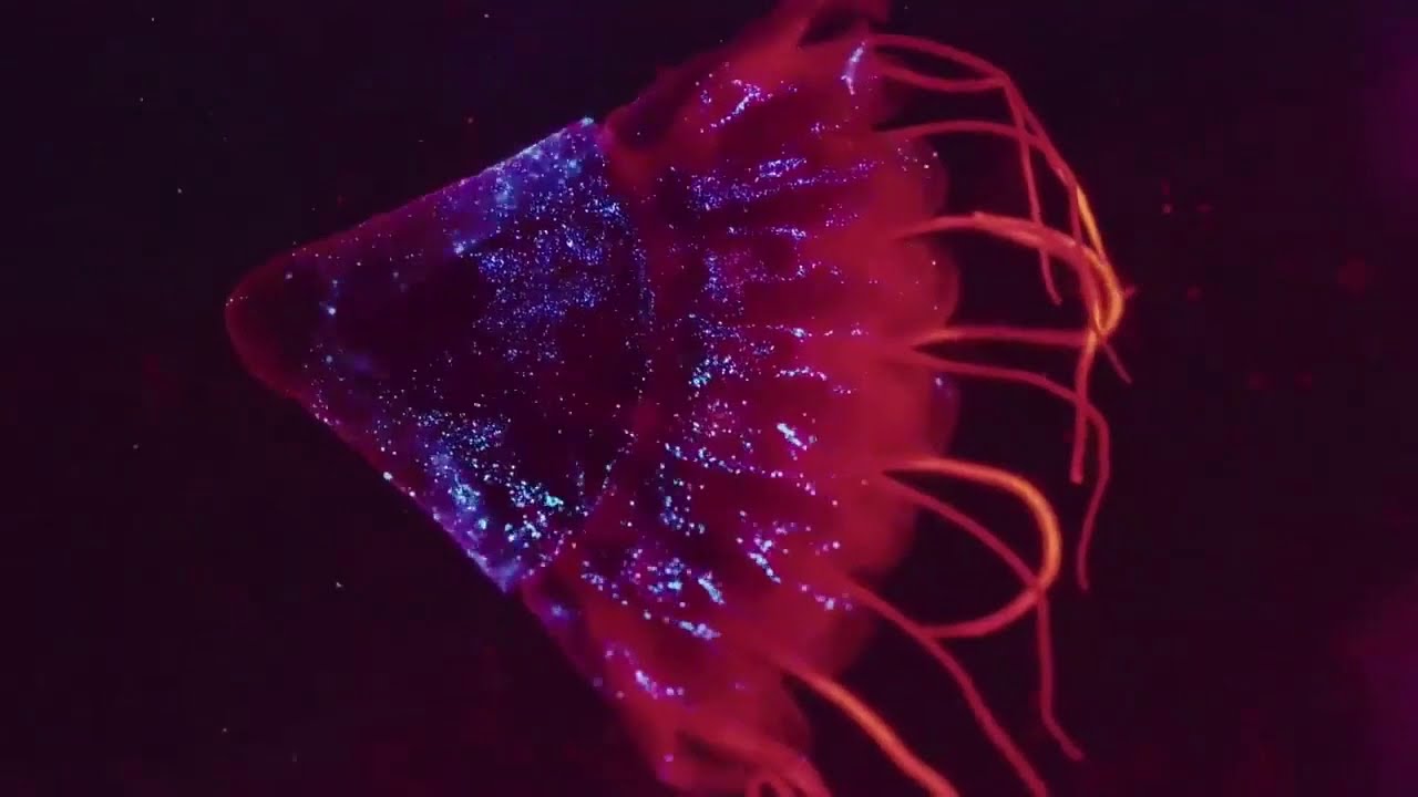 Mariana Trench: The Life Challenges at the Deepest Sea Floor  #natueswildtv #documentary