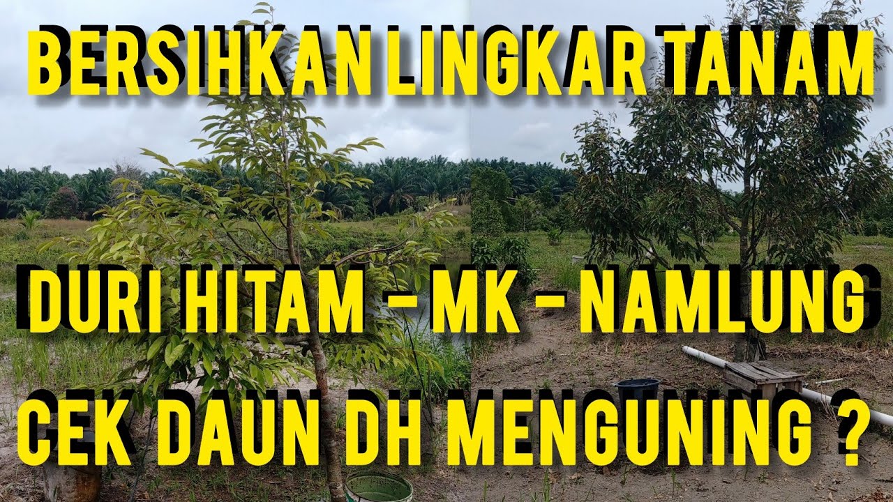 🟡🔴BERSIHKAN KELILING LINGKAR TANAM DURI HITAM - NAMLUNG - MK  & CEK DURIAN YANG BERBUNGA 3 MINGGU 🔴🟡