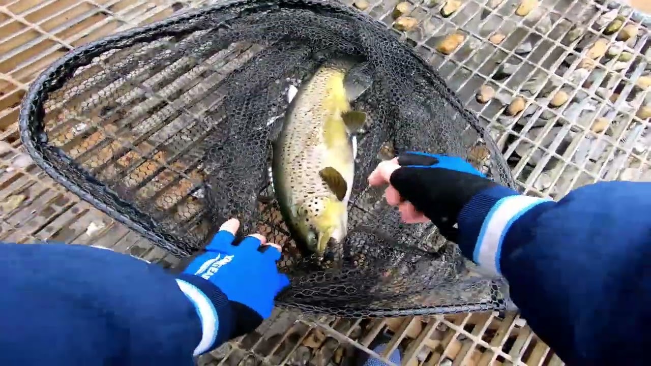 Crazy Trout Fishing, Center Hill Dam W/ @ScarFishing