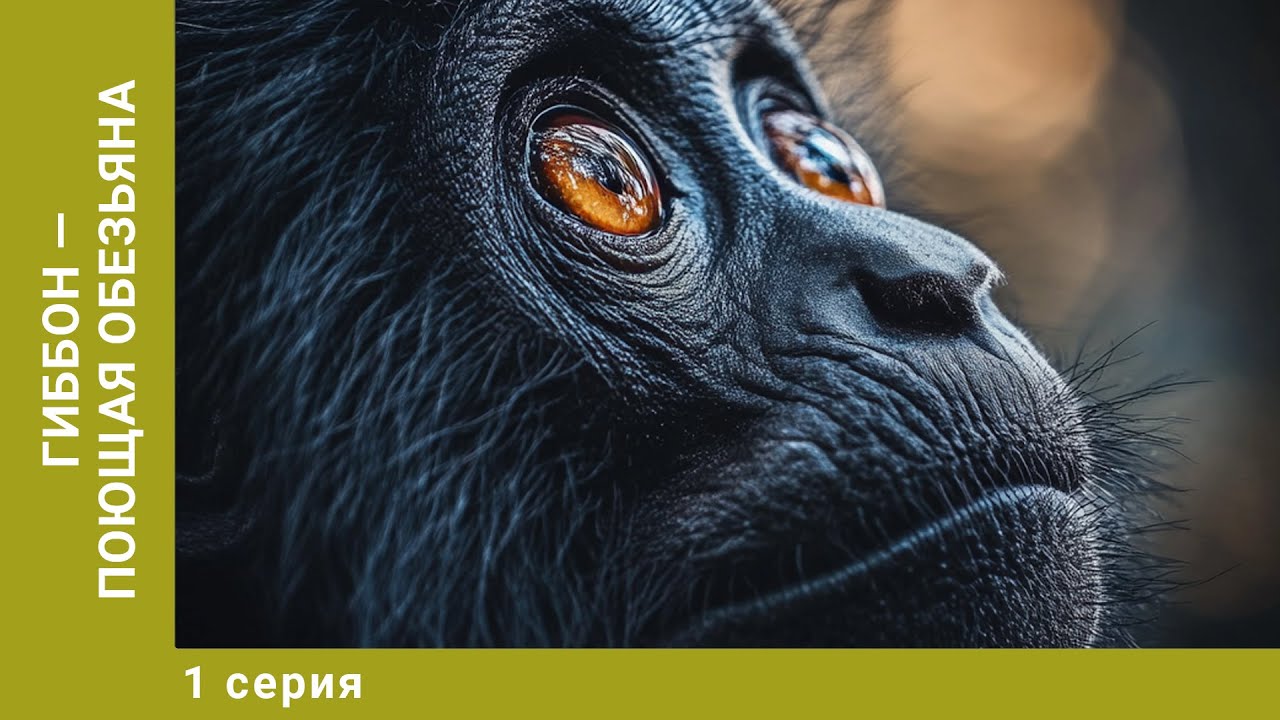 Гиббон &mdash; поющая обезьяна. 1 Серия. Документальный Проект. Лучшие сериалы