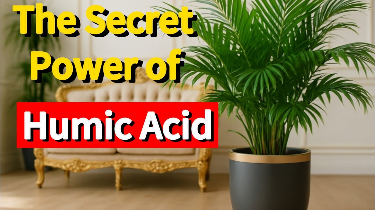 Secret Power of Humic Acid - Boost Soil & Plant Growth