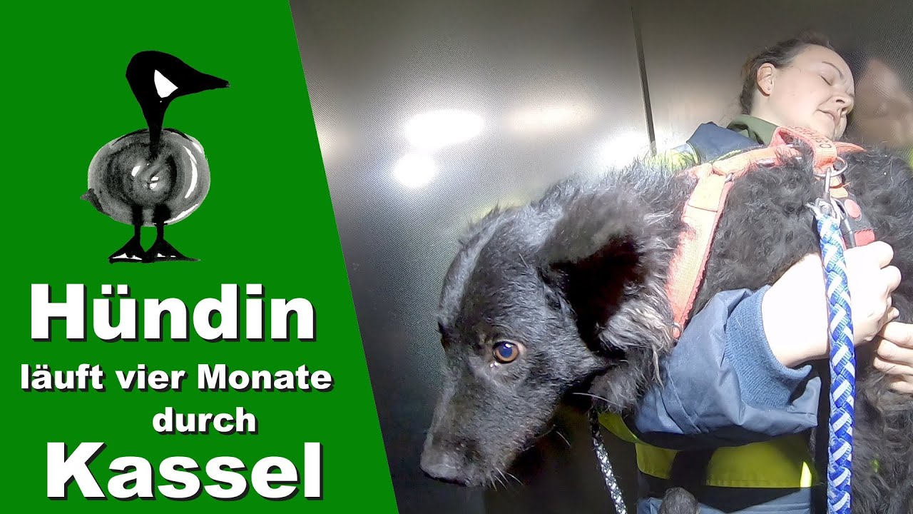 Hund läuft vier Monate durch Kassel - Tiernotruf #274