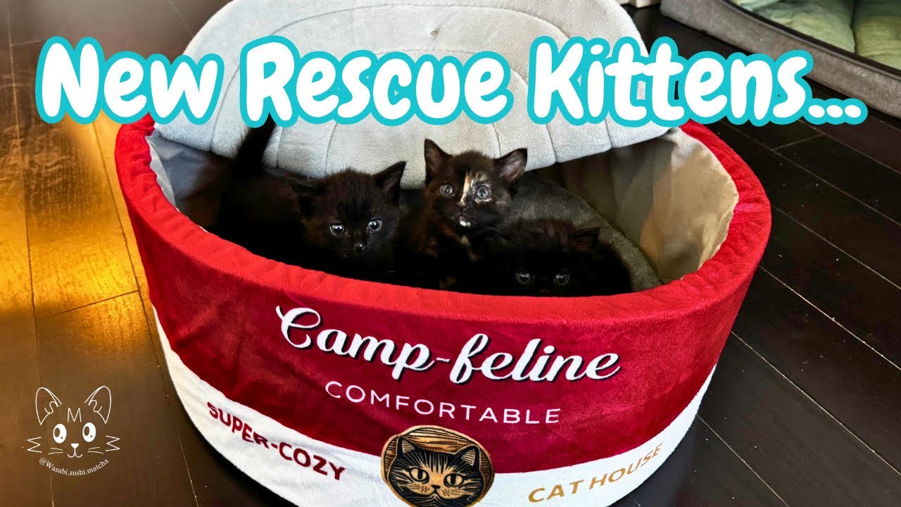 Raising Bottle Baby Voidlings 🖤🍼 | Foster Kittens