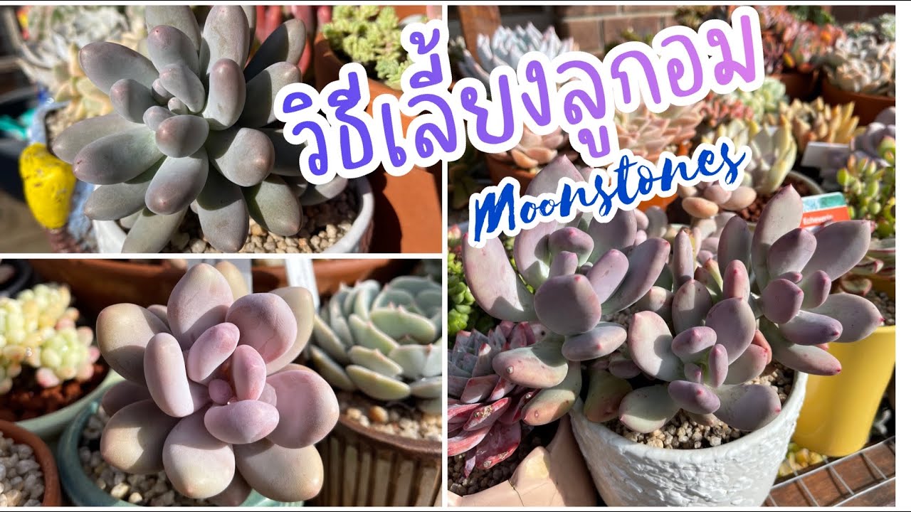 (Eng Sub) How to care for Moonstone type of succulents  วิธีเลี้ยงลูกอม ไม้อวบน้ำ กุหลาบหิน #89