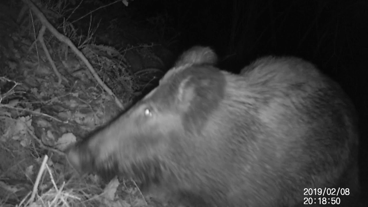 Wildlife around the log cabin
