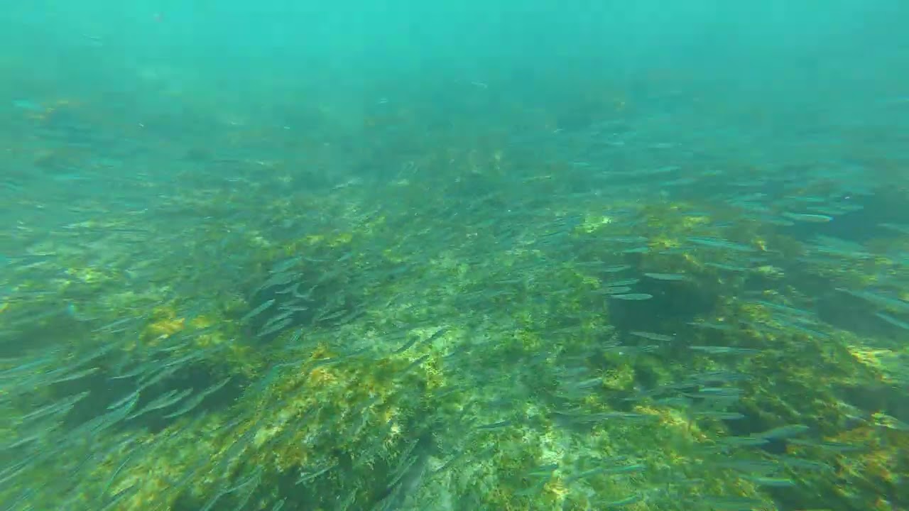 Snorkeling at Arashi Beach Aruba