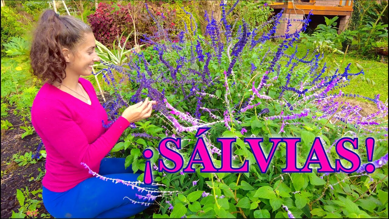 Tutorial sobre SÁLVIAS