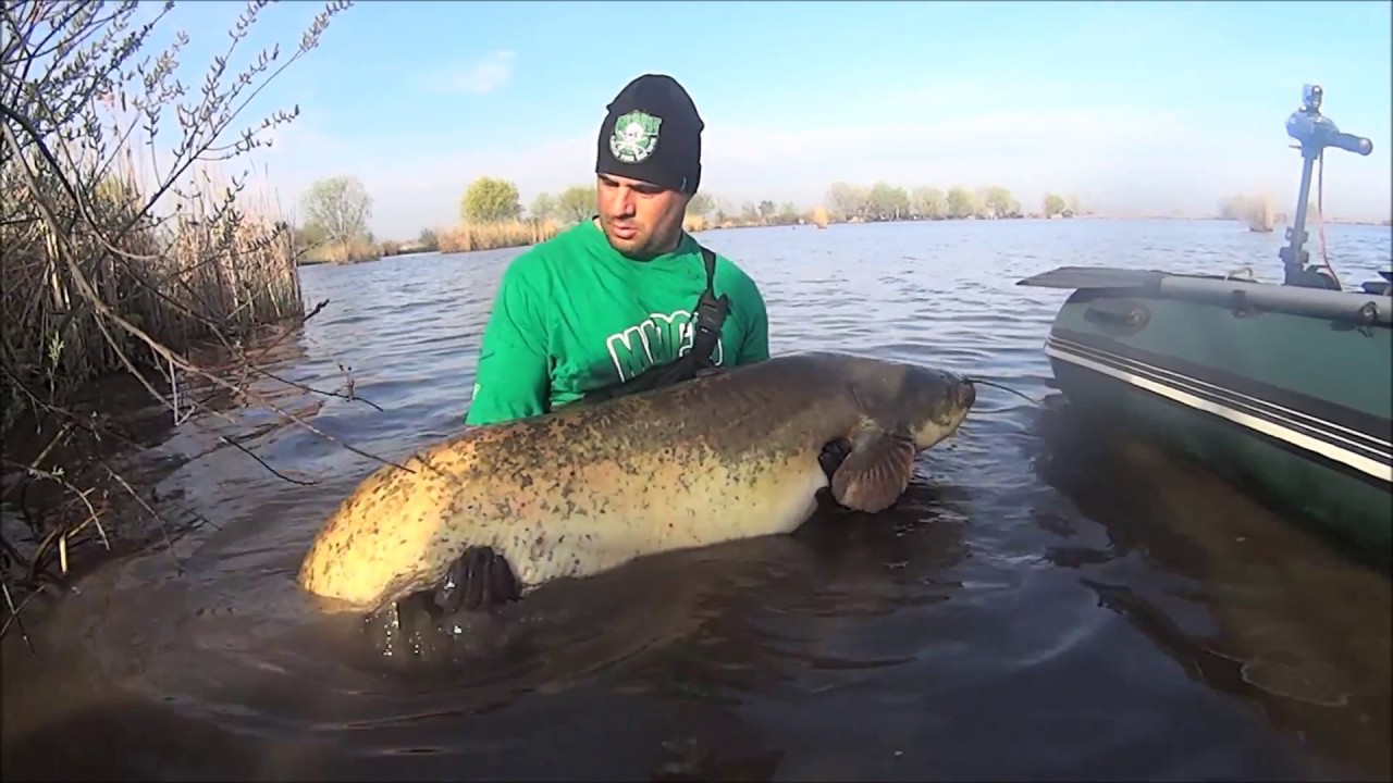 MadCat Hungary Ohat 2018