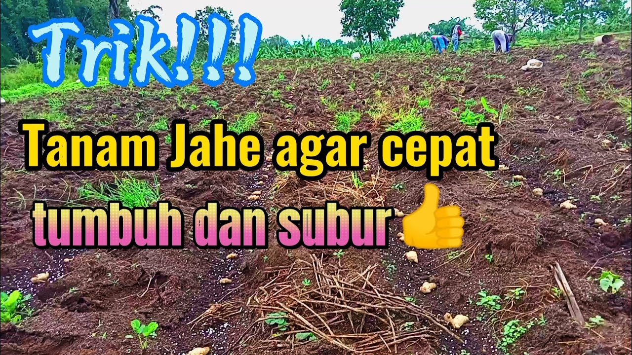 Tiga langkah proses tanam Jahe agar cepat tumbuh dan subur