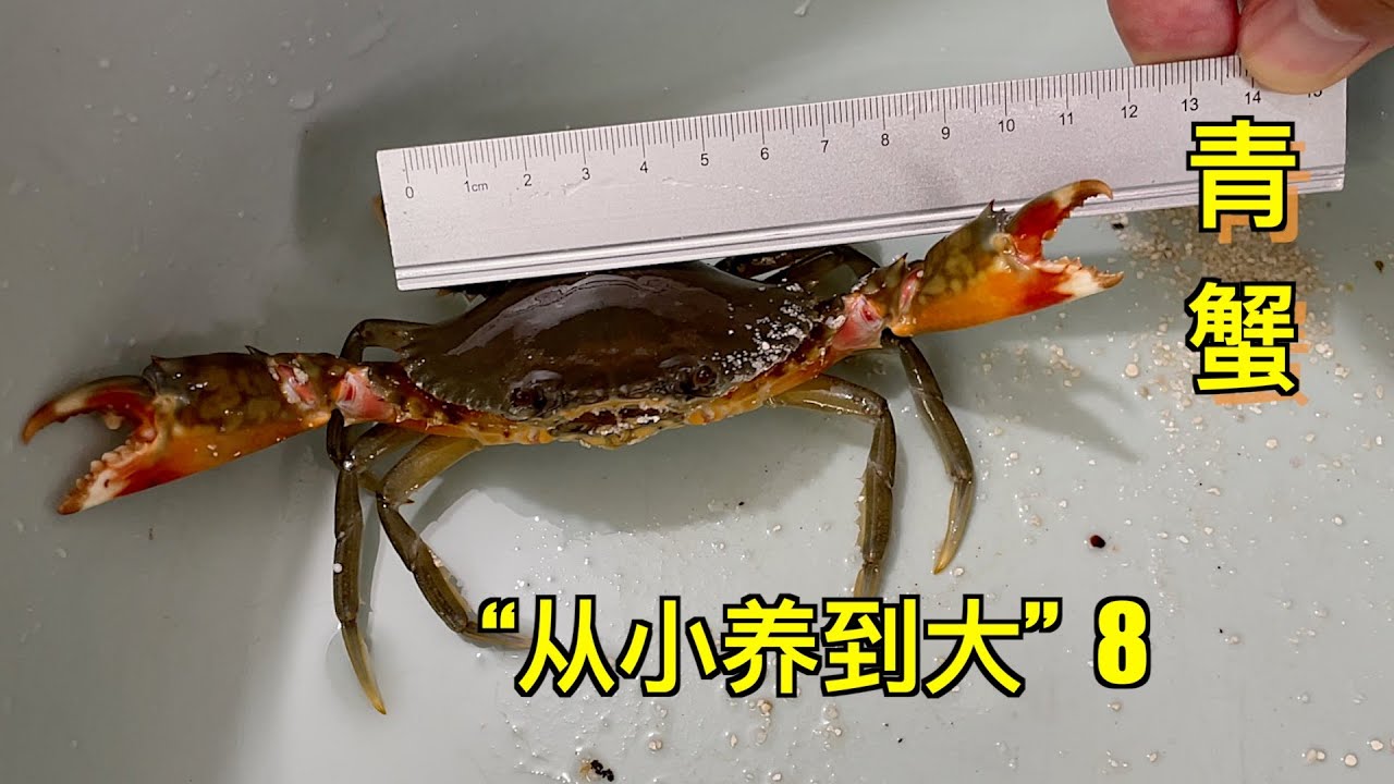 网购50只青蟹养在水族箱里5个月，养出了一只“巨物”，小的都被“巨物”吃了｜水族箱｜鱼缸｜养鱼｜螃蟹｜青蟹｜养殖｜海鲜｜动物｜宠物｜