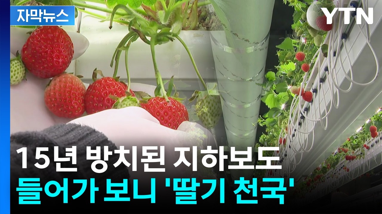 [자막뉴스] 15년 방치된 지하보도...먼지 대신 딸기가 주렁주렁 / YTN
