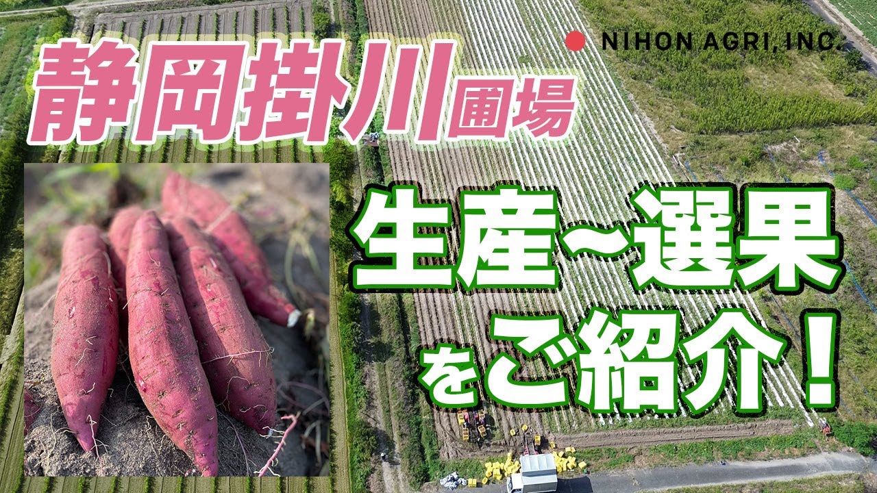 【静岡県掛川市】さつまいも生産〜選果風景をご紹介！