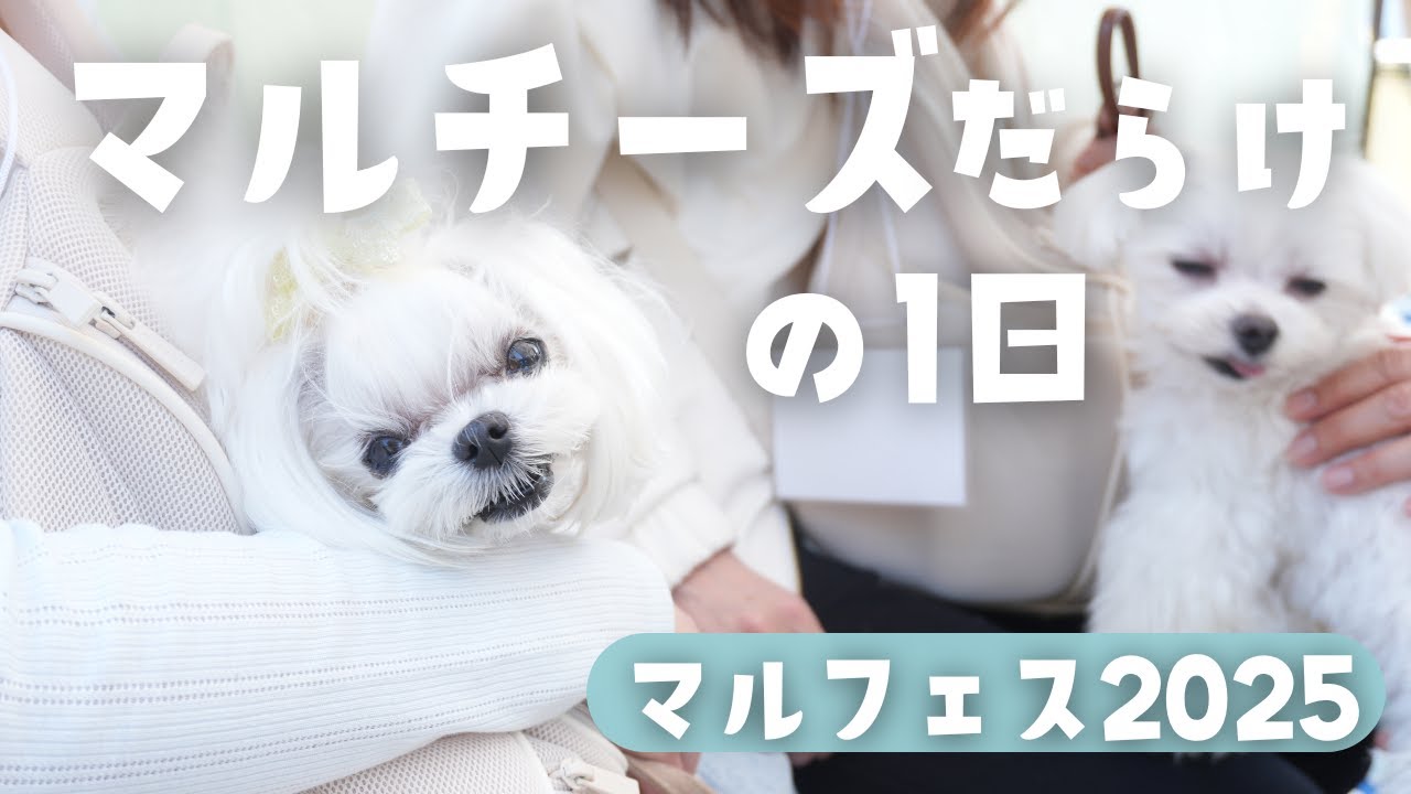 【イベントレポ】マルチーズだらけの1日！癒しとふれあいのマルフェス2025