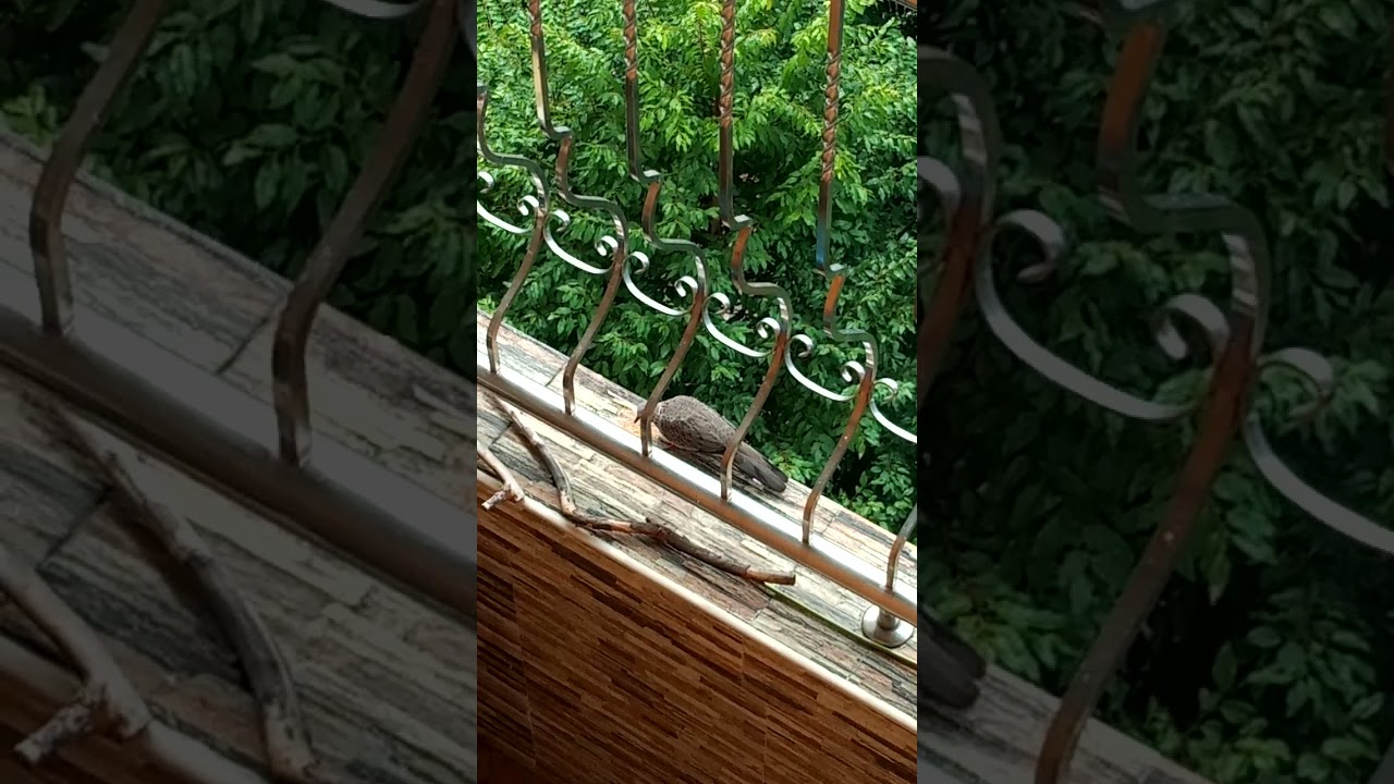 Enjoying Zupreem and Psittacus mix pellets.