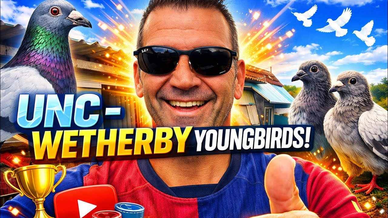 UNC WETHERBY - YOUNGBIRD 2 (unbelievable returns) Plainsfarm hs,racing pigeons 2025  