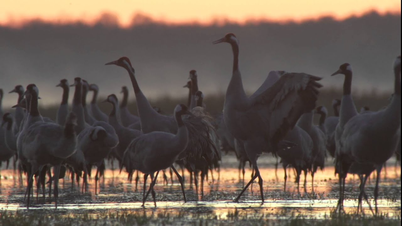 Biebrza - między jawą a snem | Official Trailer Full HD