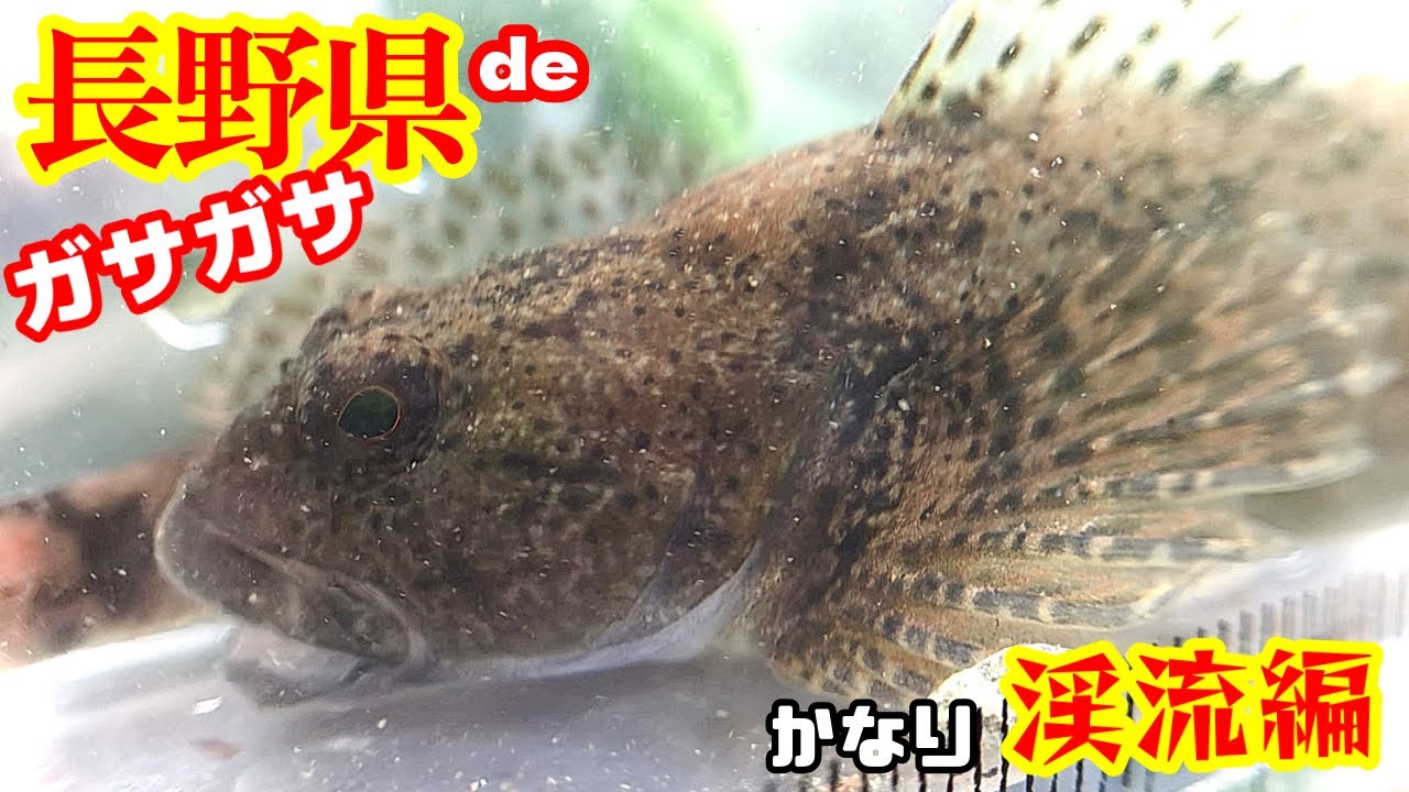 【川ガサガサ】川底が綺麗な山奥の渓流にしか生息しないこの魚の捕まえ方！/ヨシノボリとは住んでいるところが違う/天然記念物に指定しているところもあるのでリリース/やはり日本の川は素晴らしいんです