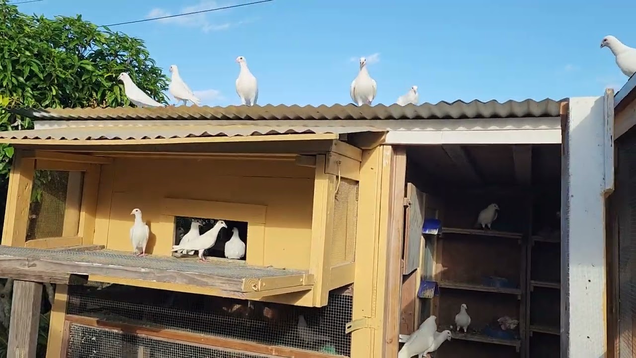 High Flying Loft- The Whites are getting some fresh air