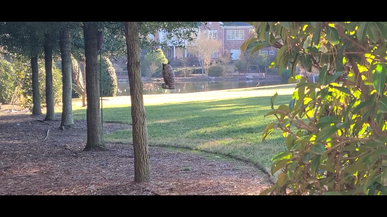 Watching Canadian geese from far away.