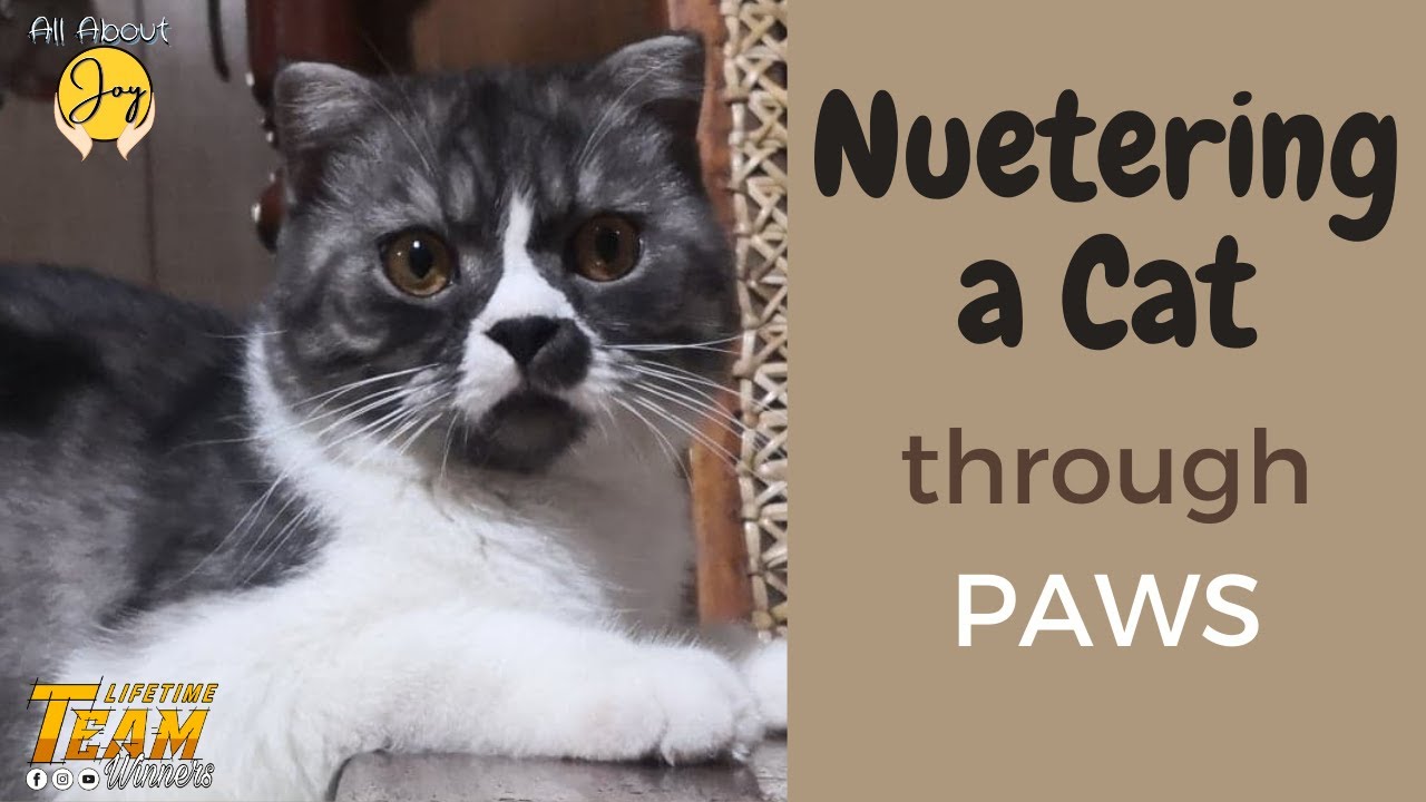 Neutering a Cat through PAWS