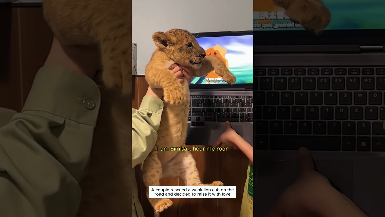 Rescuing a weak lion cub #lion #wildliferescue #lovestory #bigcat #rescue #animalfriendshipgoals