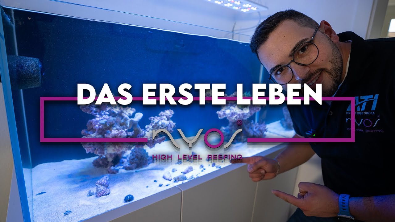 Das erste Leben im Aquarium - Meerwasseraquarium Beginner Serie von A - Z