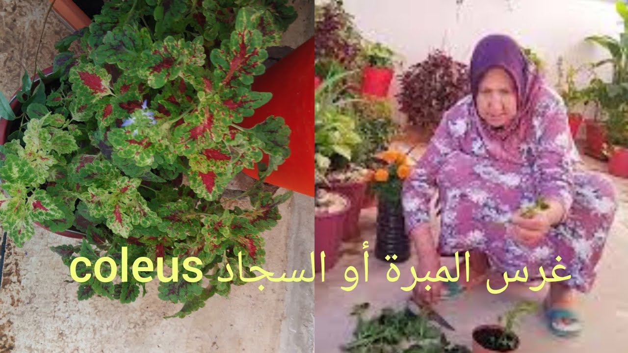 طريقة نقل أو غرس نبات المبرة او السجاد coleus  بطريقة سهلة وطاجين وسط الطبيعة مع أمي إيطو
