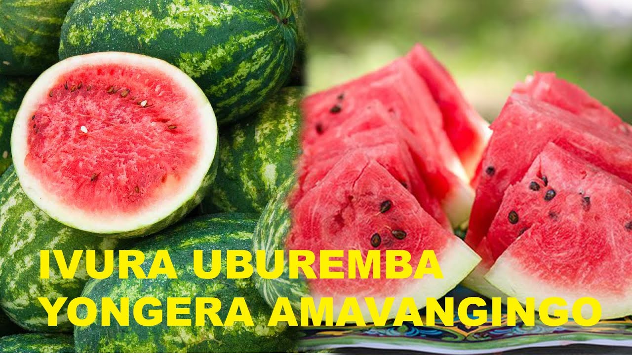 BURYA IVURA UBUREMBA NO KONGERA N'AMAVANGINGO KU BAGORE ||AKAMARO KA WATERMELON KU BUZIMA