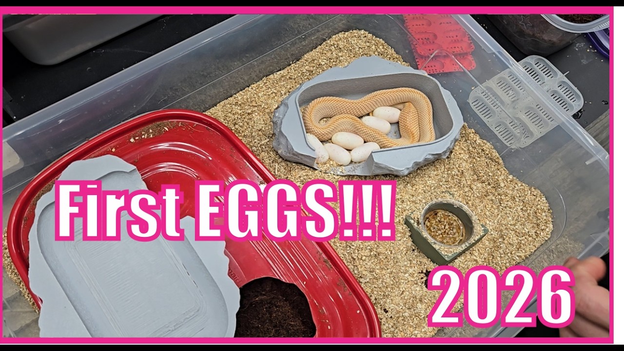 2026 Hognose First Eggs!!