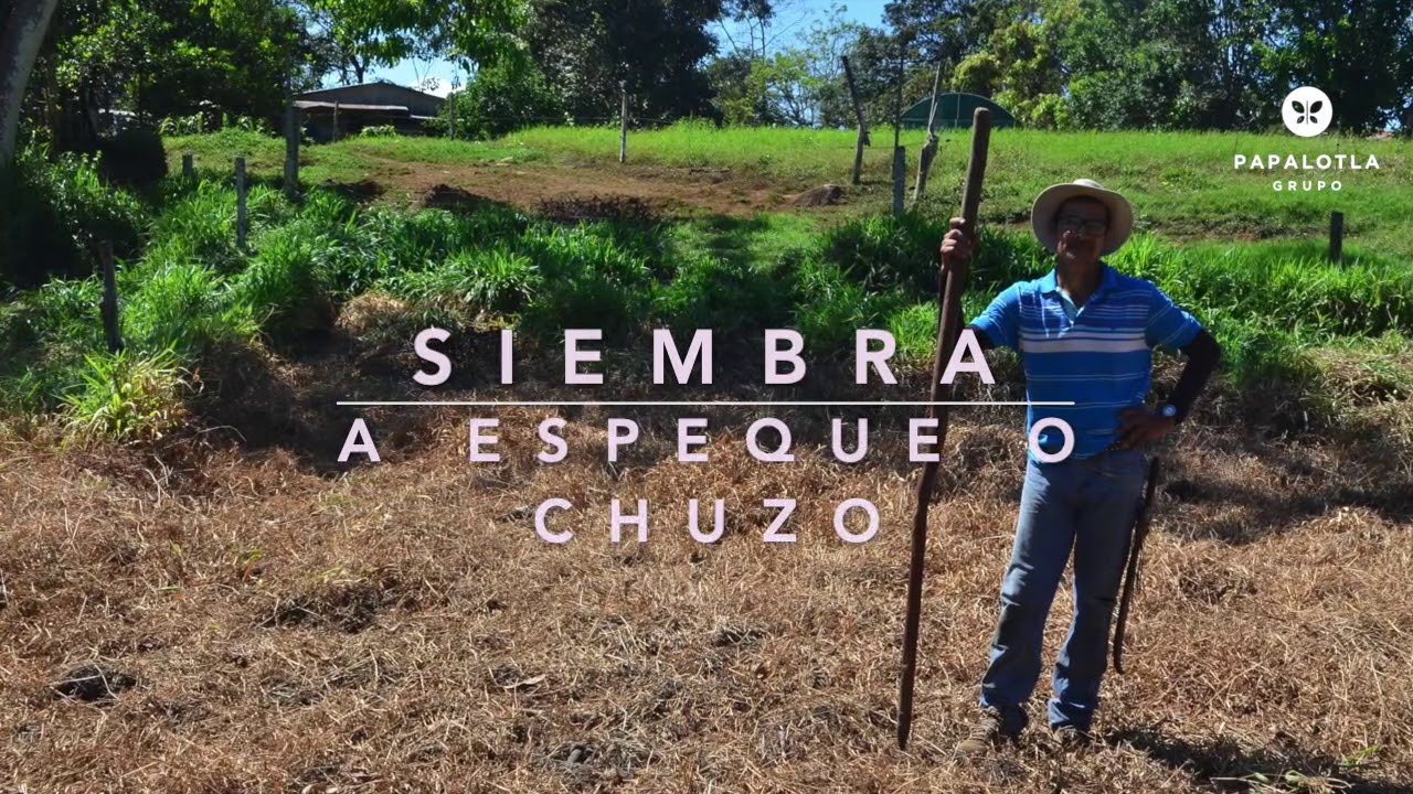 Siembra a Espeque o Chuzo