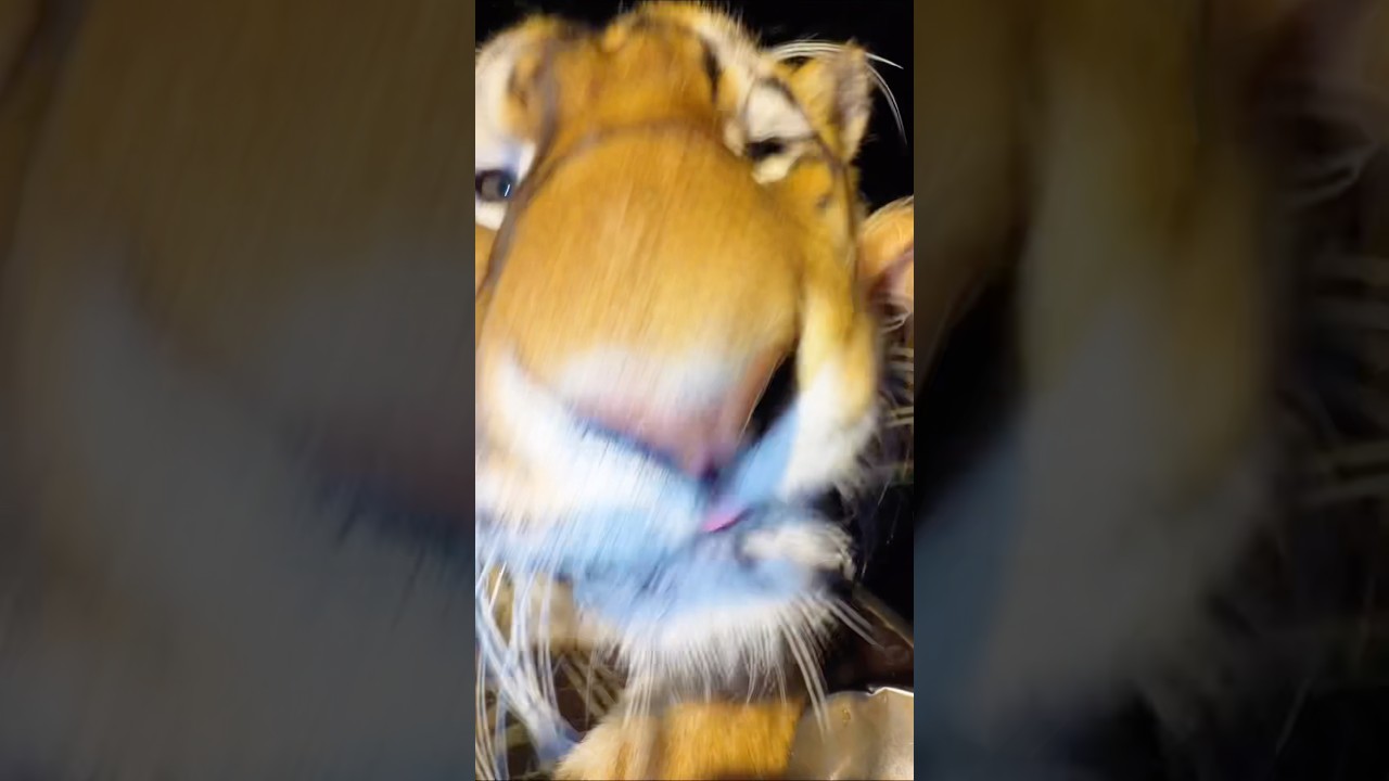 봄은 그래도 온다 #tiger #백두산호랑이 #호랑이