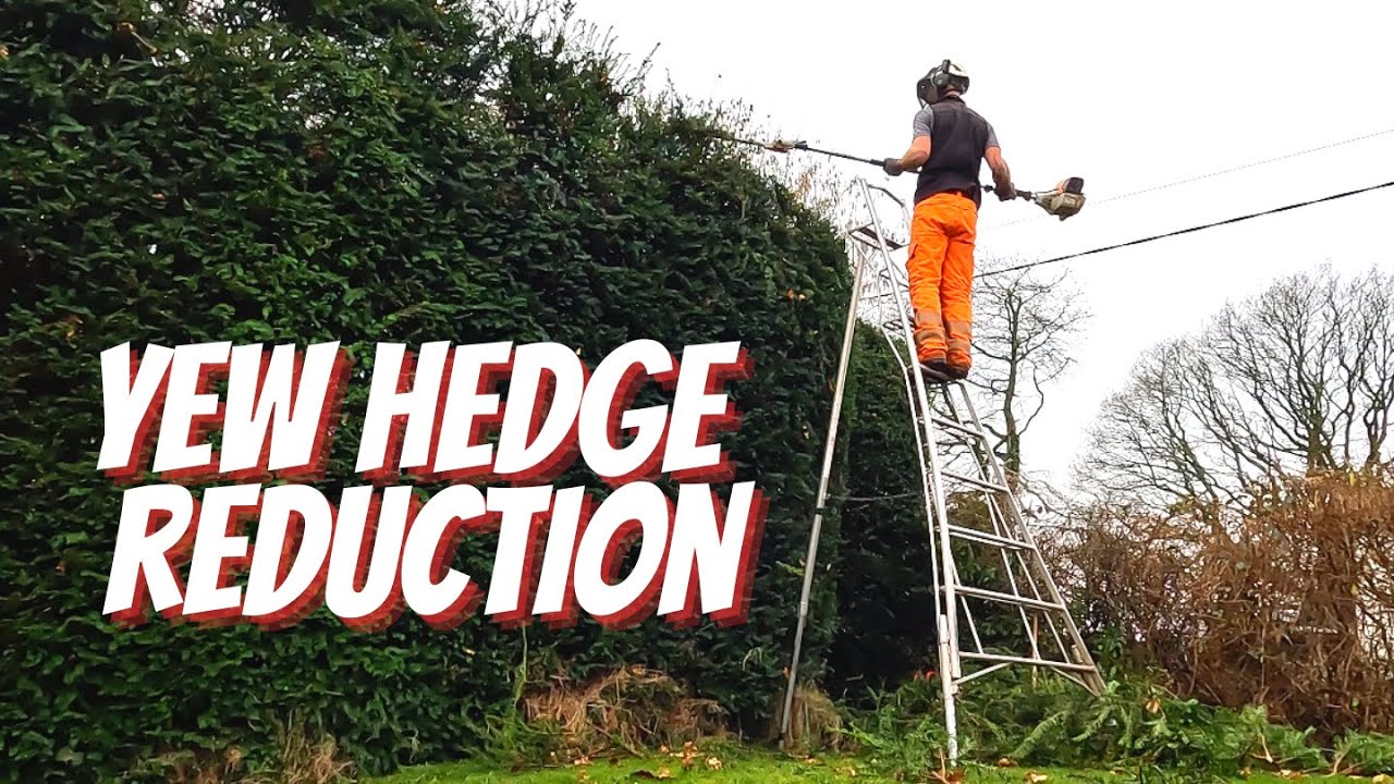 Yew hedge reduction in rural Wales #lewisgardenservicesltd