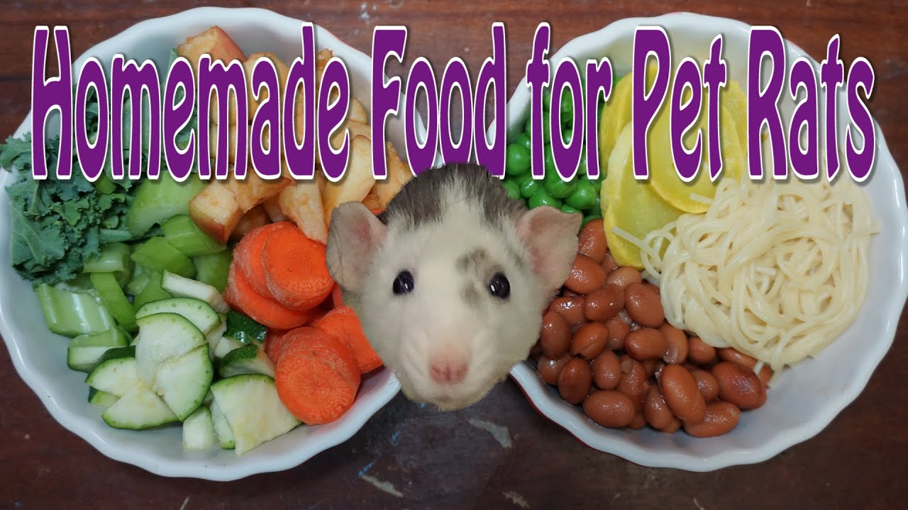 Pet Rat Diet - Requested