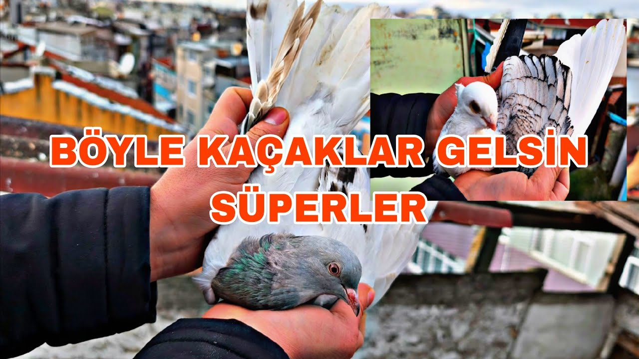 BÖYLE KAÇAKLAR GELSİN SÜPERLER İKİLİ KAÇAK TAYFASİNA EKLESEK Mİ