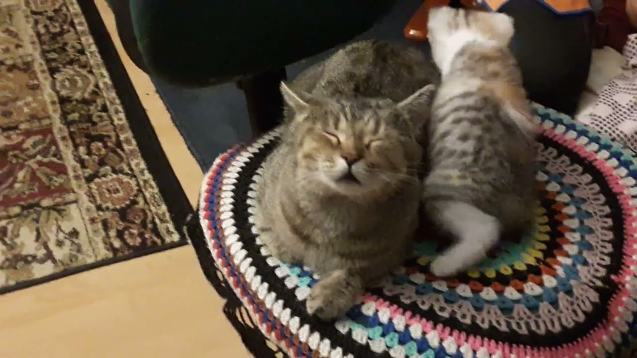 Кристалинка и мама Тигруля. Kristalinka und ihre Mutter Tiggie.
