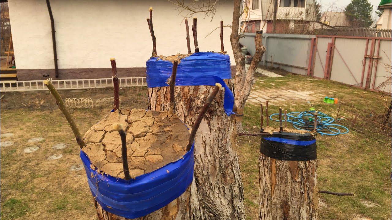 Спилил 20 летние яблони. Прививка на пень