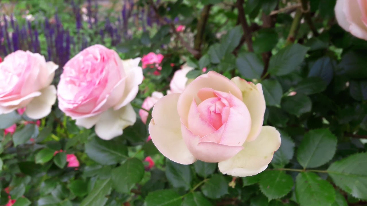 Мой сад в июне 2018.Часть 2.  My garden tour in June 2018. Part 2.