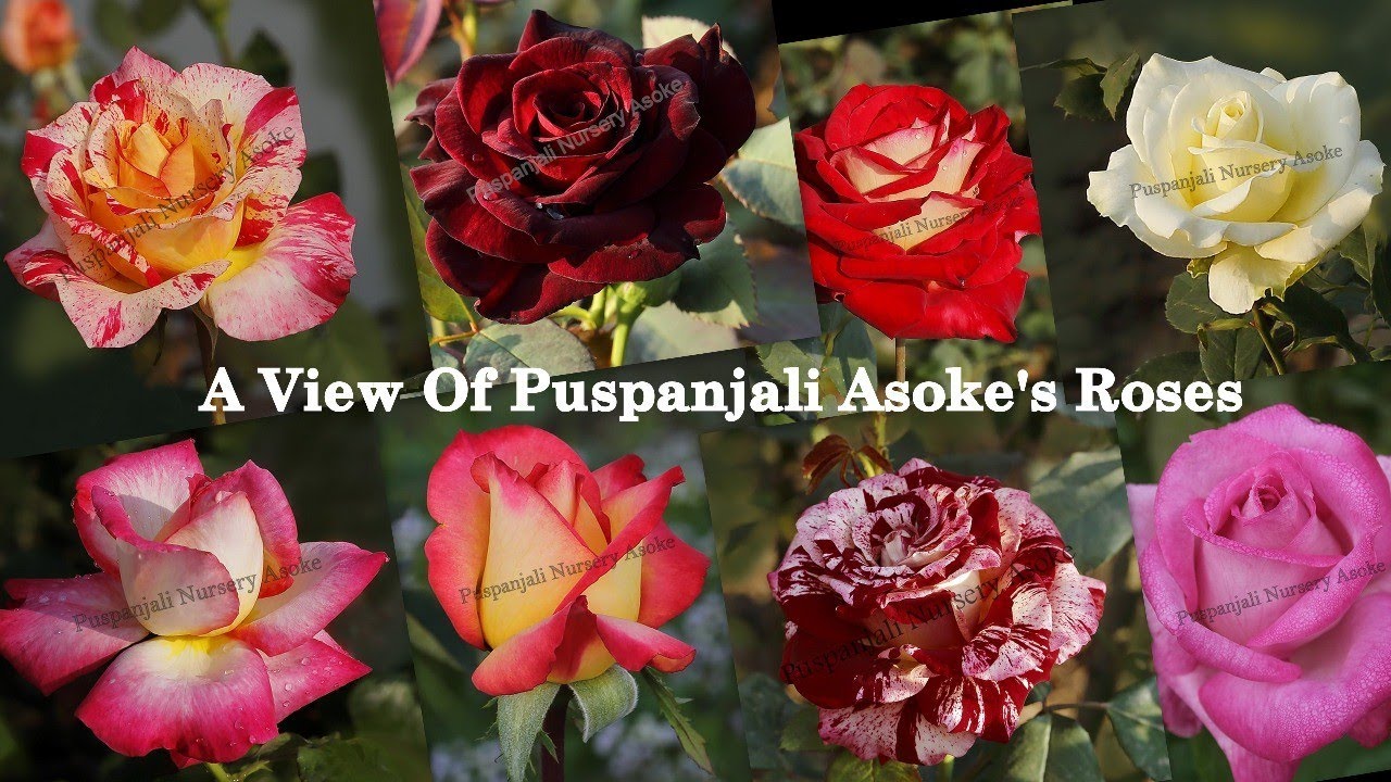 Episode :- 12//. Puspanjali Asoke's Mother Plant Roses.