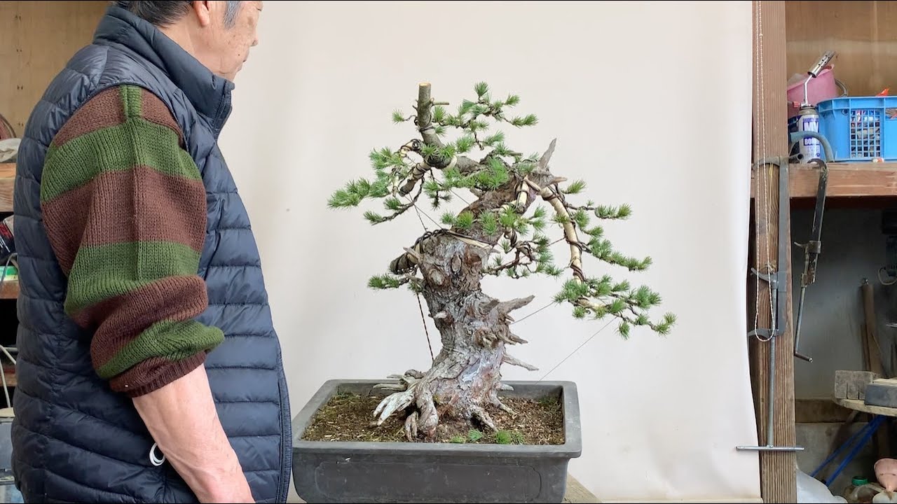 ABE KENICHI - Styling Pinus Parviflora