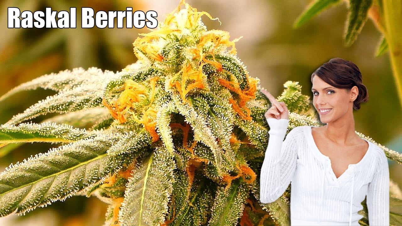 Raskal Berries